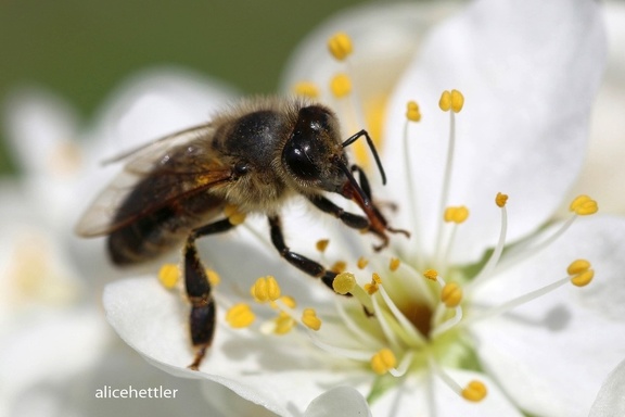 Europäische Honigbiene (Apis mellifera)